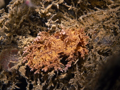 Dendronotus europaeus