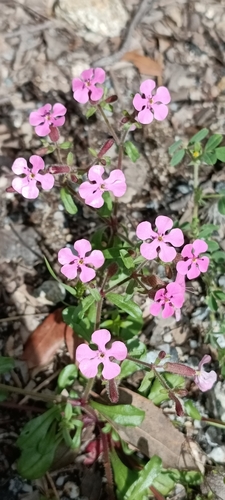 Saponaria calabrica, photograph 4