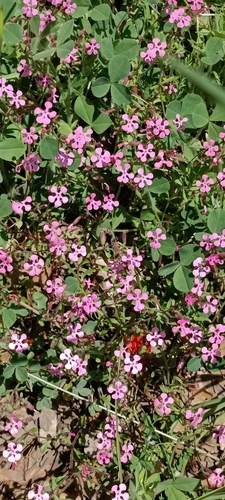 Saponaria calabrica, photograph 5