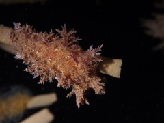 Dendronotus europaeus