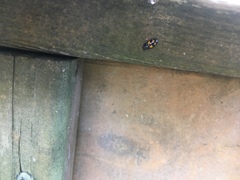 Glischrochilus fasciatus