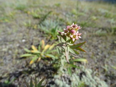 Comandra umbellata pallida