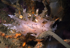 Dendronotus europaeus