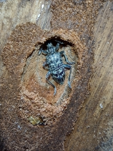 fuzáč kôrový (Rhagium inquisitor)