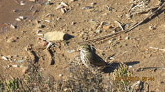 Passerculus sandwichensis beldingi