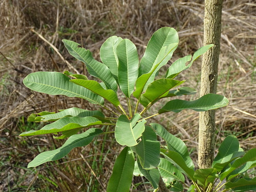 Shea Tree