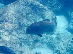 Girella elevata