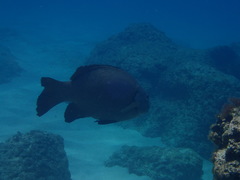 Girella elevata