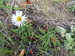 Aster alpinus vierhapperi