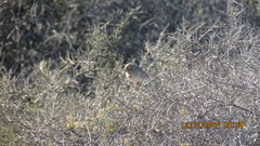 Passerculus sandwichensis rostratus