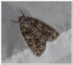 Acronicta tristis