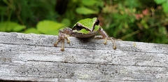 Pseudacris regilla