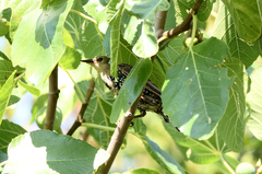Sturnus vulgaris