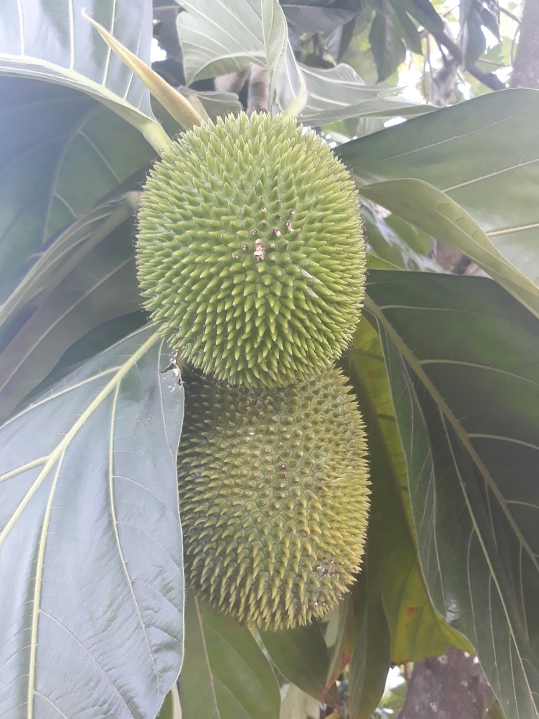 Breadnut (Artocarpus camansi) - Botanical Realm