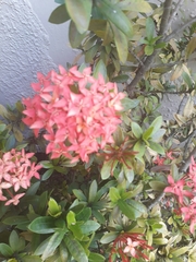 Ixora coccinea
