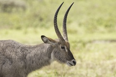 Kobus ellipsiprymnus