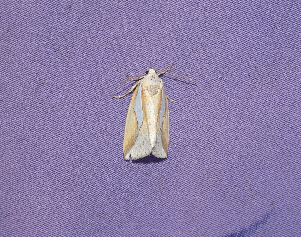 Micardia yixingensis