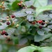 Rubus polonicus - Photo 由 Alexander Yakovlev 所上傳的 (c) Alexander Yakovlev，保留部份權利CC BY-NC