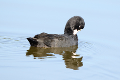 Fulica atra