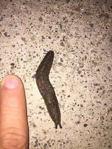 Limacus flavus