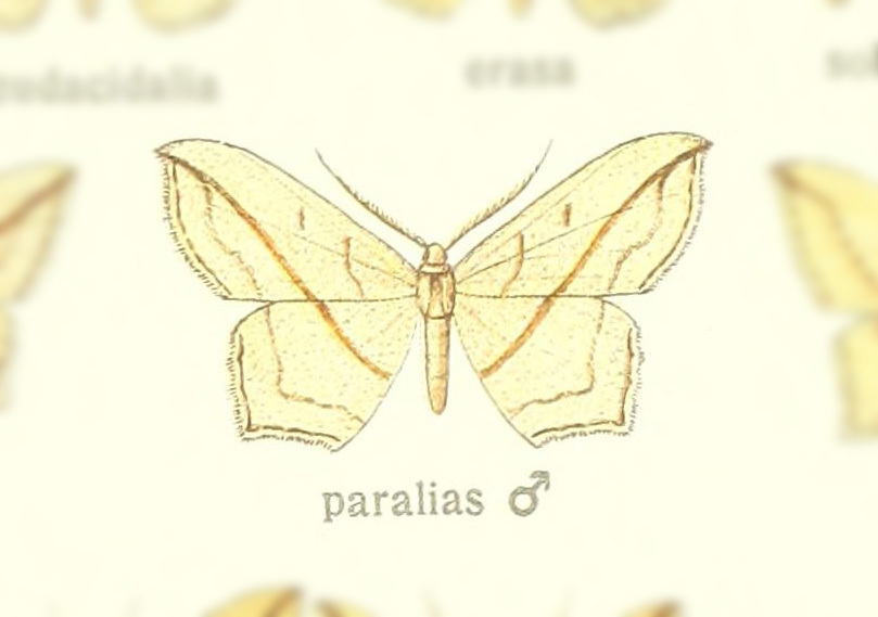 Timandra paralias