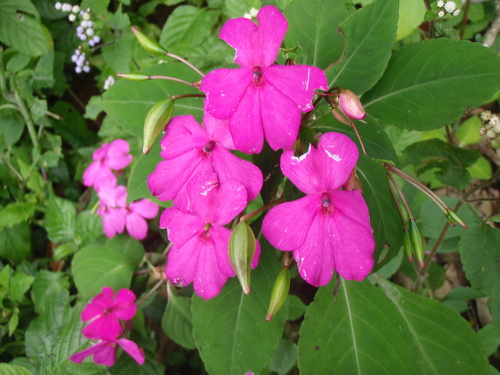 Impatiens walleriana