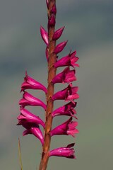 Watsonia pulchra image