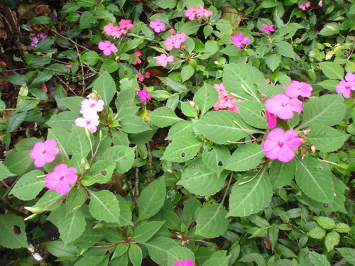 Impatiens walleriana