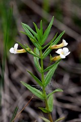 Gratiola officinalis