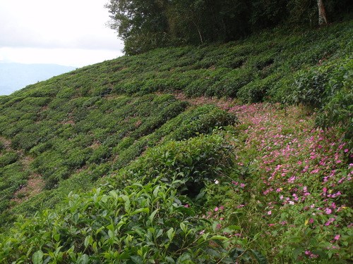 Impatiens walleriana