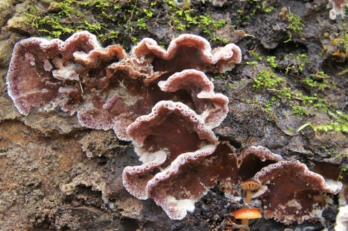 Silverleaf Fungus (Chondrostereum purpureum)