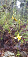 Echeandia mexicana