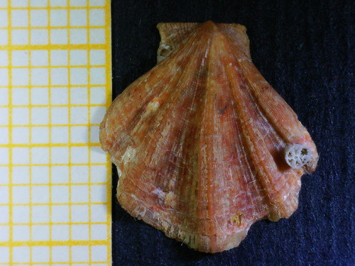 Pseudamussium clavatum, 2023-04-29