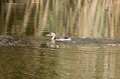 Tachybaptus ruficollis