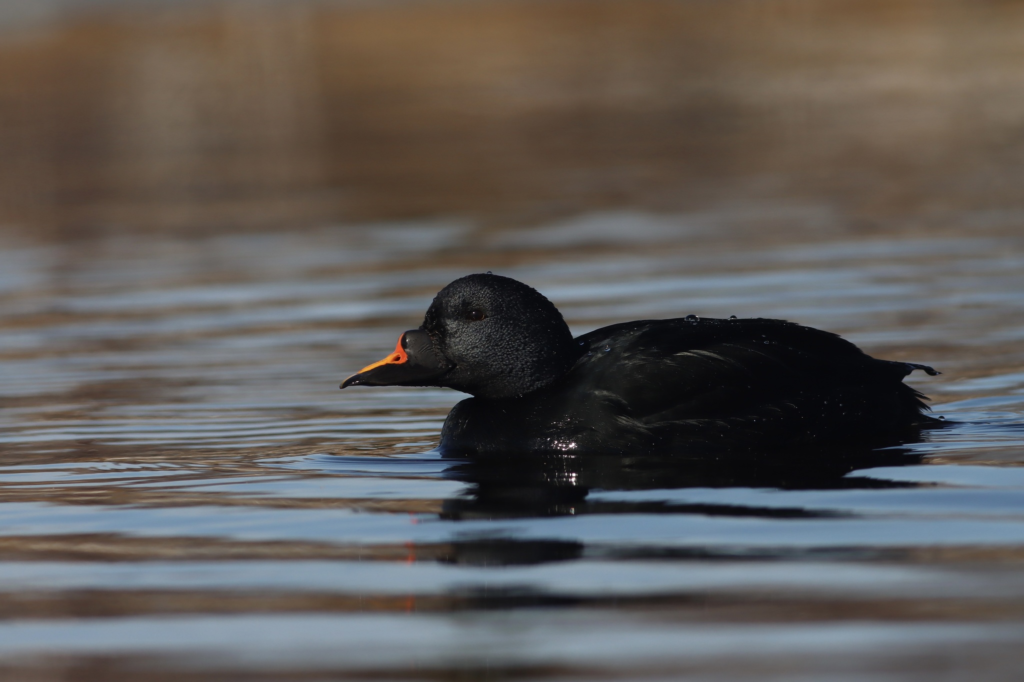 Common Scoter (Melanitta nigra)