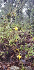 Echeandia mexicana