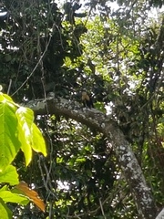 Cebus capucinus