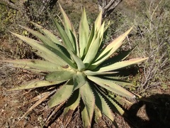 Agave ghiesbreghtii