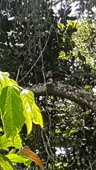 Cebus capucinus