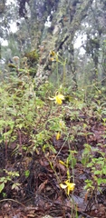 Echeandia mexicana