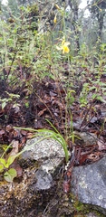 Echeandia mexicana
