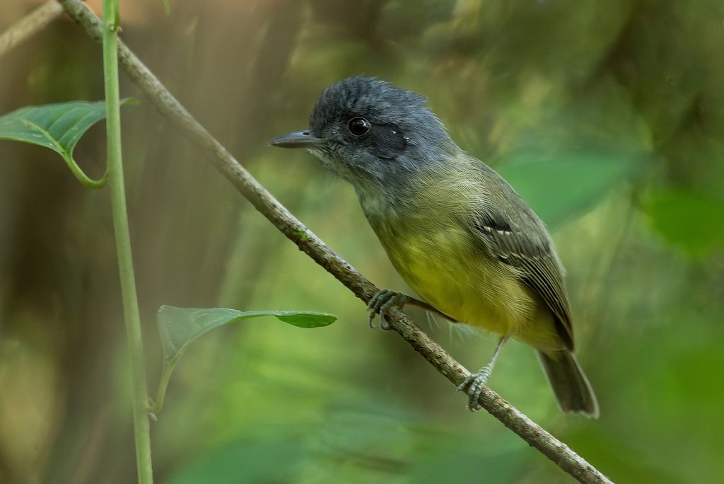 Plain Antvireo (AVIFAUNA ZONA PROTECTORA RIO NAVARRO RIO SOMBRERO ...