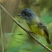Plain Antvireo - Photo (c) Luciano Bernardes, some rights reserved (CC BY-NC), uploaded by Luciano Bernardes