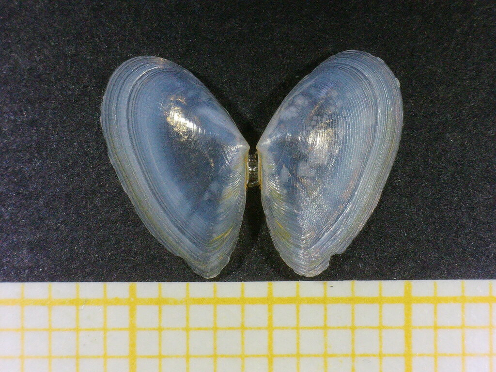 Fabulina