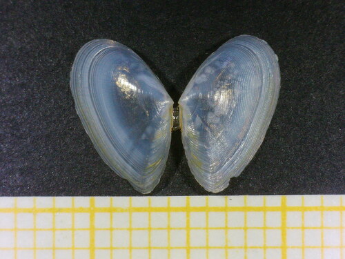 Representative image of Fabulina