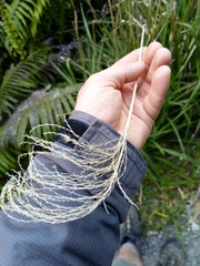 Miscanthus nepalensis