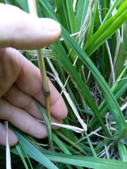 Miscanthus nepalensis
