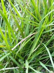 Miscanthus nepalensis