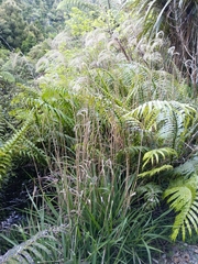 Miscanthus nepalensis