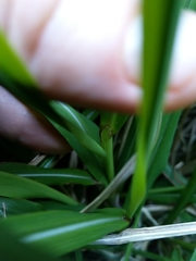 Miscanthus nepalensis